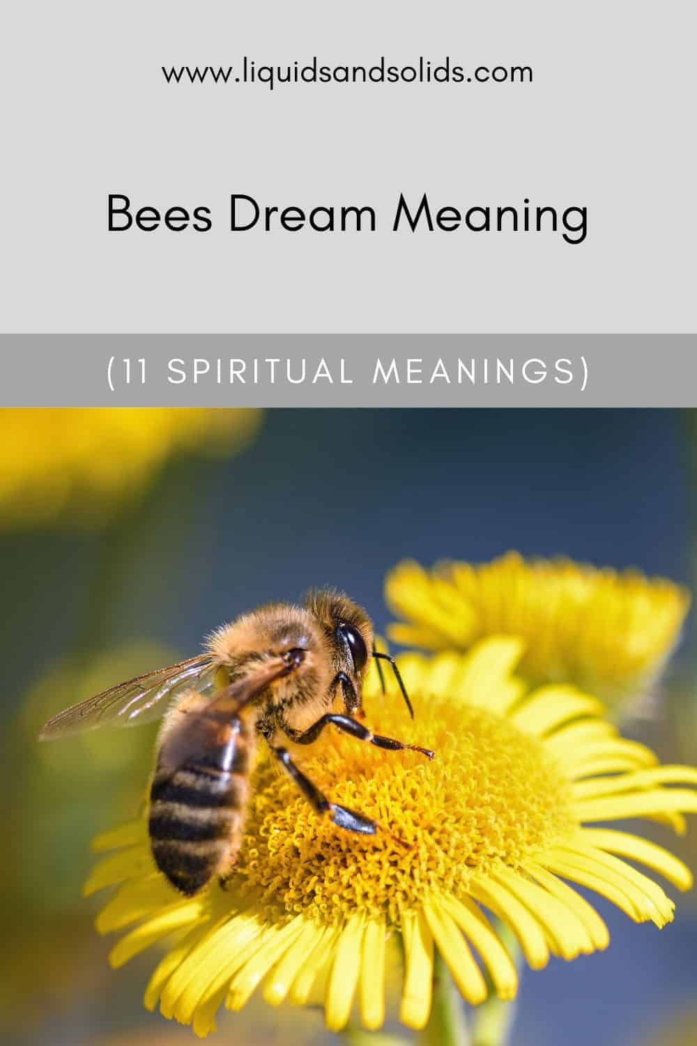 Dreaming of Bees: What Does It Mean?