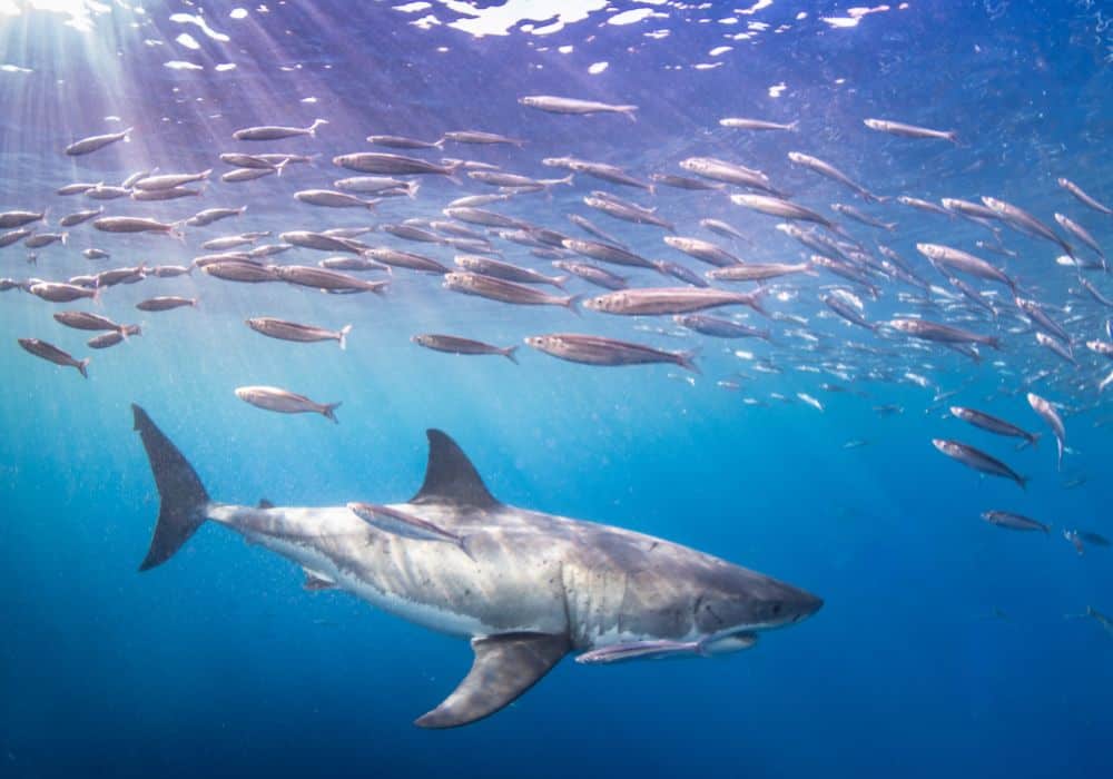 Dreams Of Sharks In Several Variations