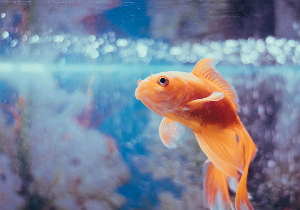 Fish also symbolize blessings and prosperity which are things we often associate with children