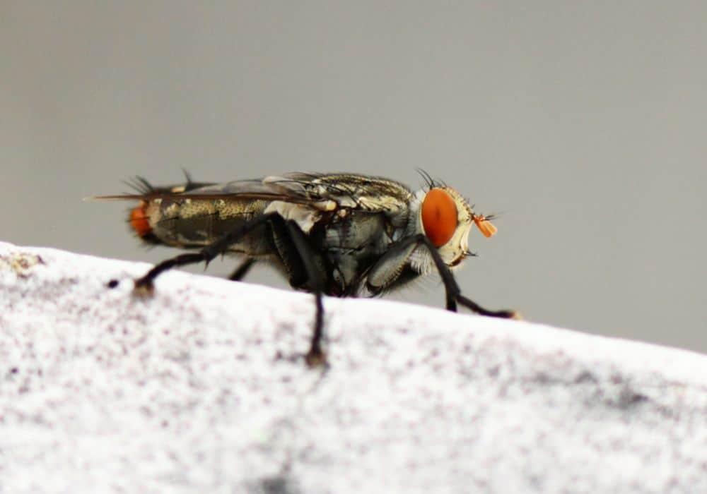 Flies can also be a symbol of illness or even death