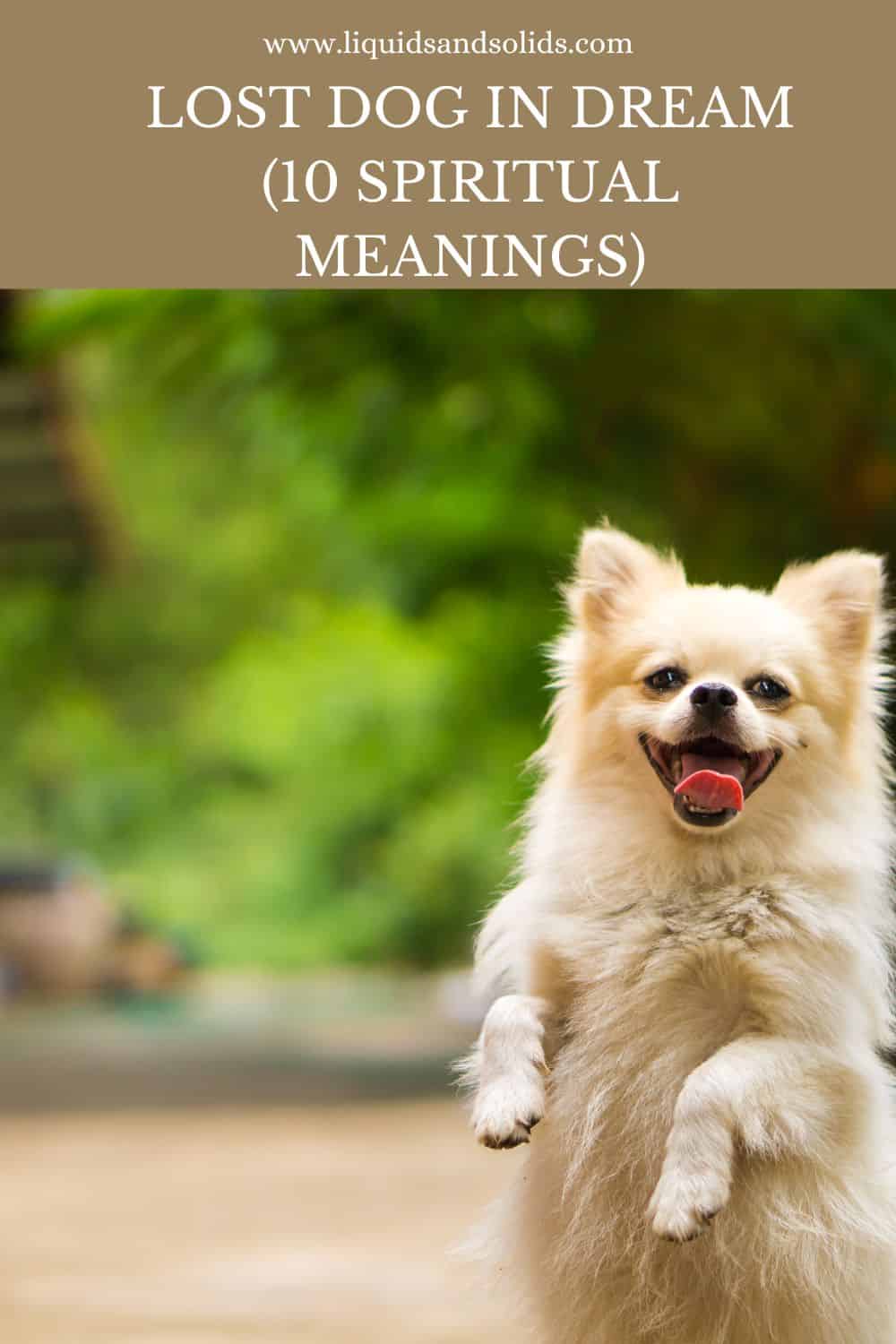 Dream about Lost Dog? (10 Spiritual Meanings)