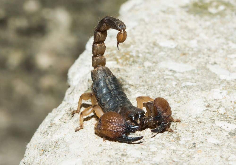 Scorpion Dreams