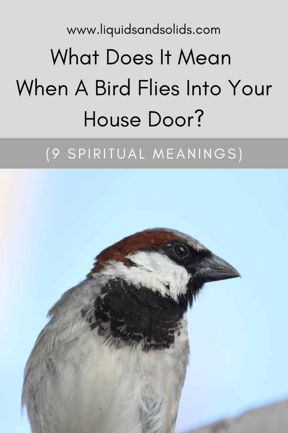 Spiritual Symbolism Of A Bird Flying Into Your House Door