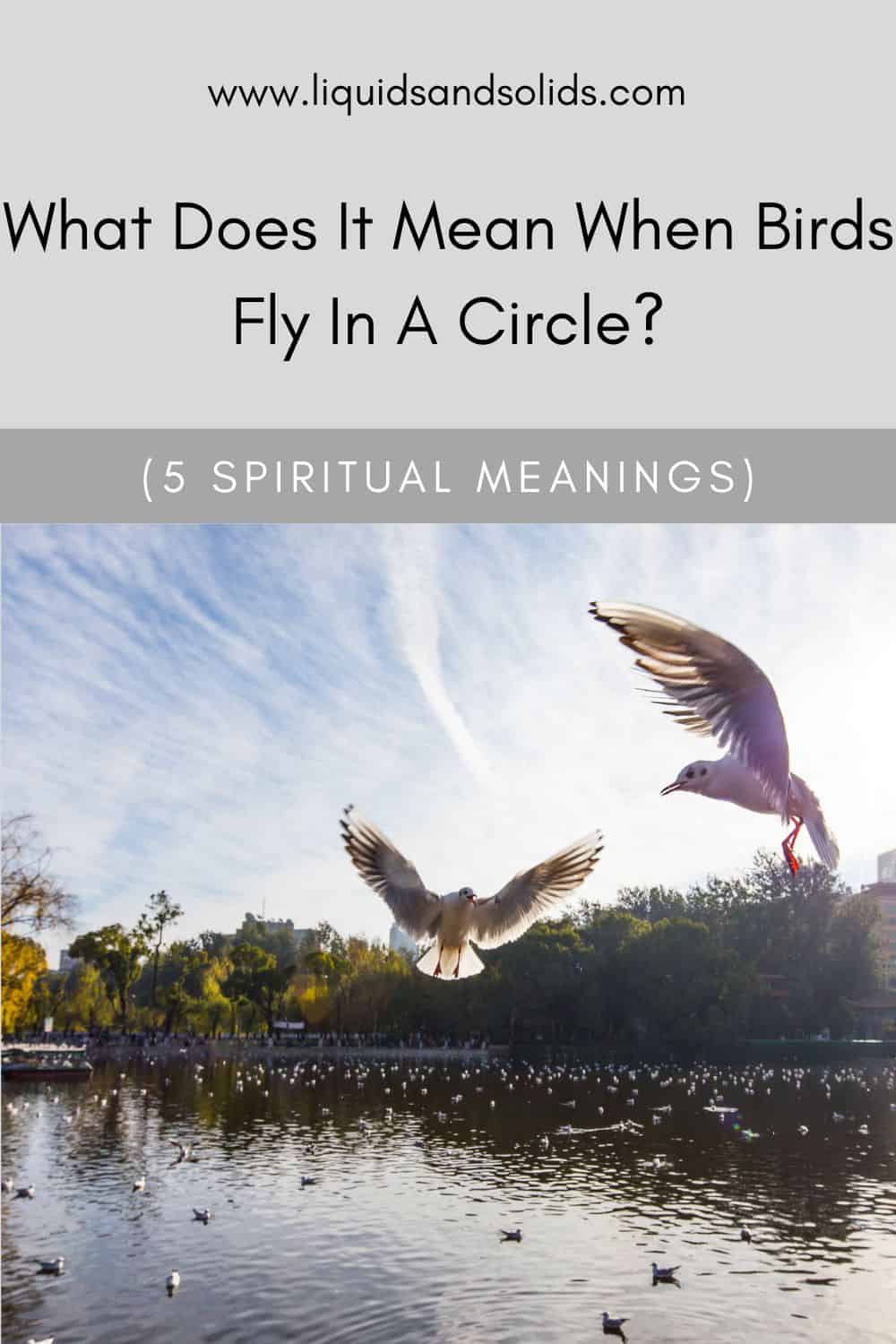  Symbolism And Meaning Of Birds Flying In Circles