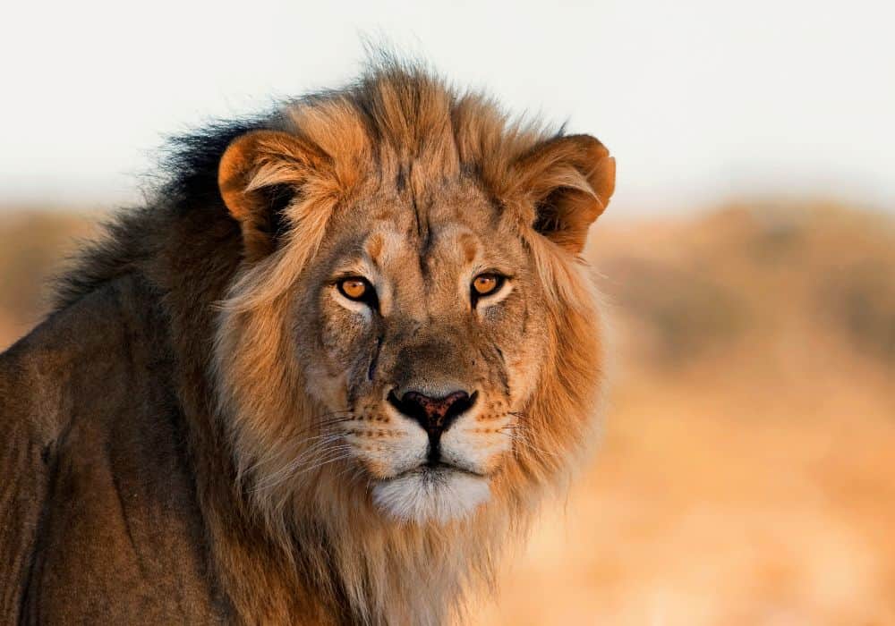 Top 12 Animals That Represent Strength