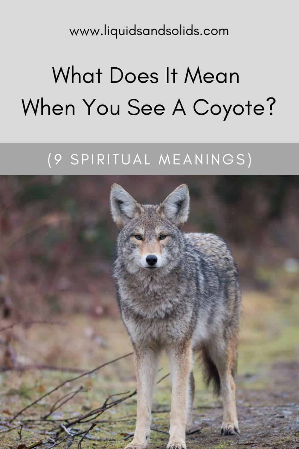 What Does It Mean When You See A Coyote? (9 Spiritual Meanings)