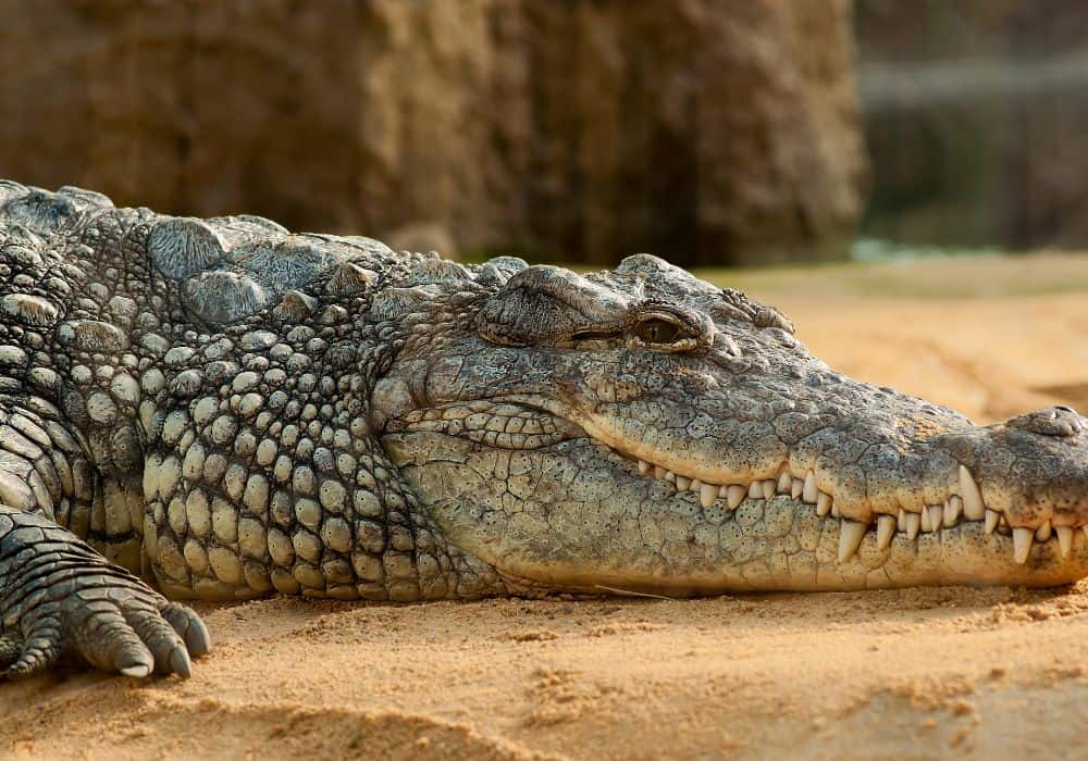 The Meanings Of Different Crocodile Dreams