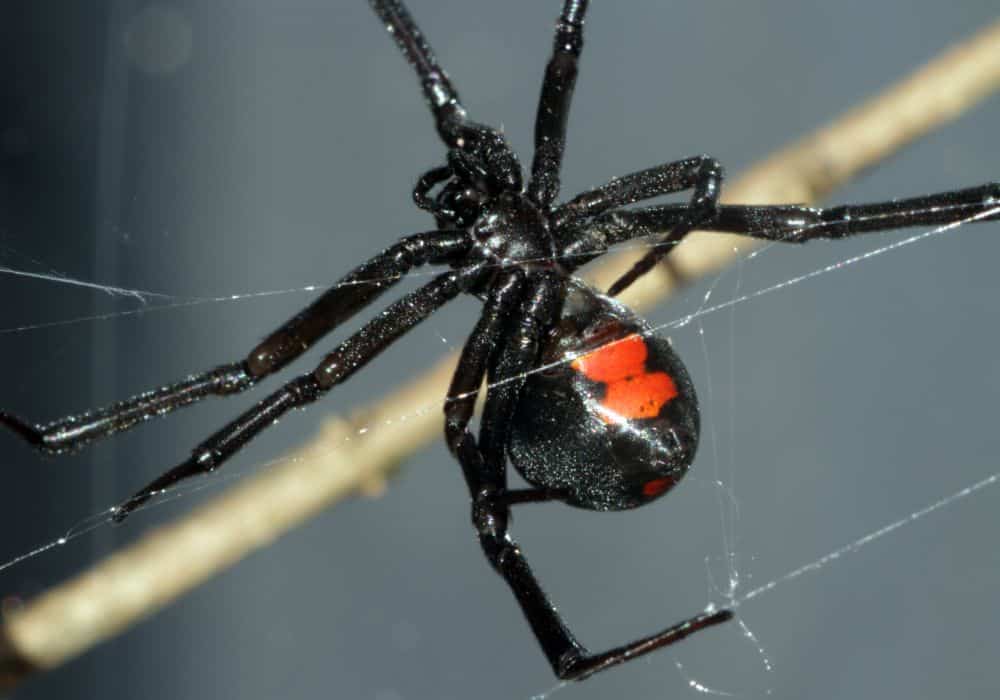 Variants Of The Dream With Black Widows