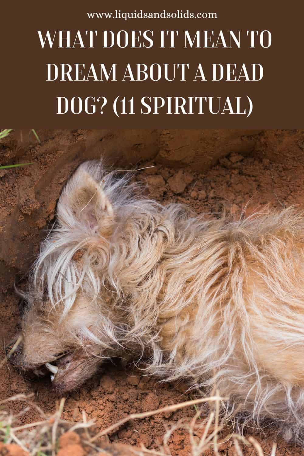 What Does It Mean To Dream about A Dead Dog? (11 Spiritual)