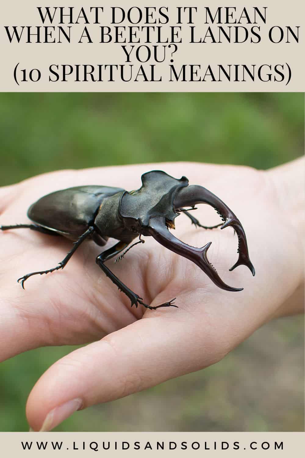 What Does It Mean When A Beetle Lands On You? (10 Spiritual Meanings)