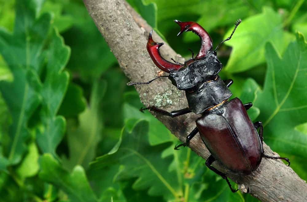 What Does It Mean When A Beetle Lands On You? (10 Spiritual Meanings)