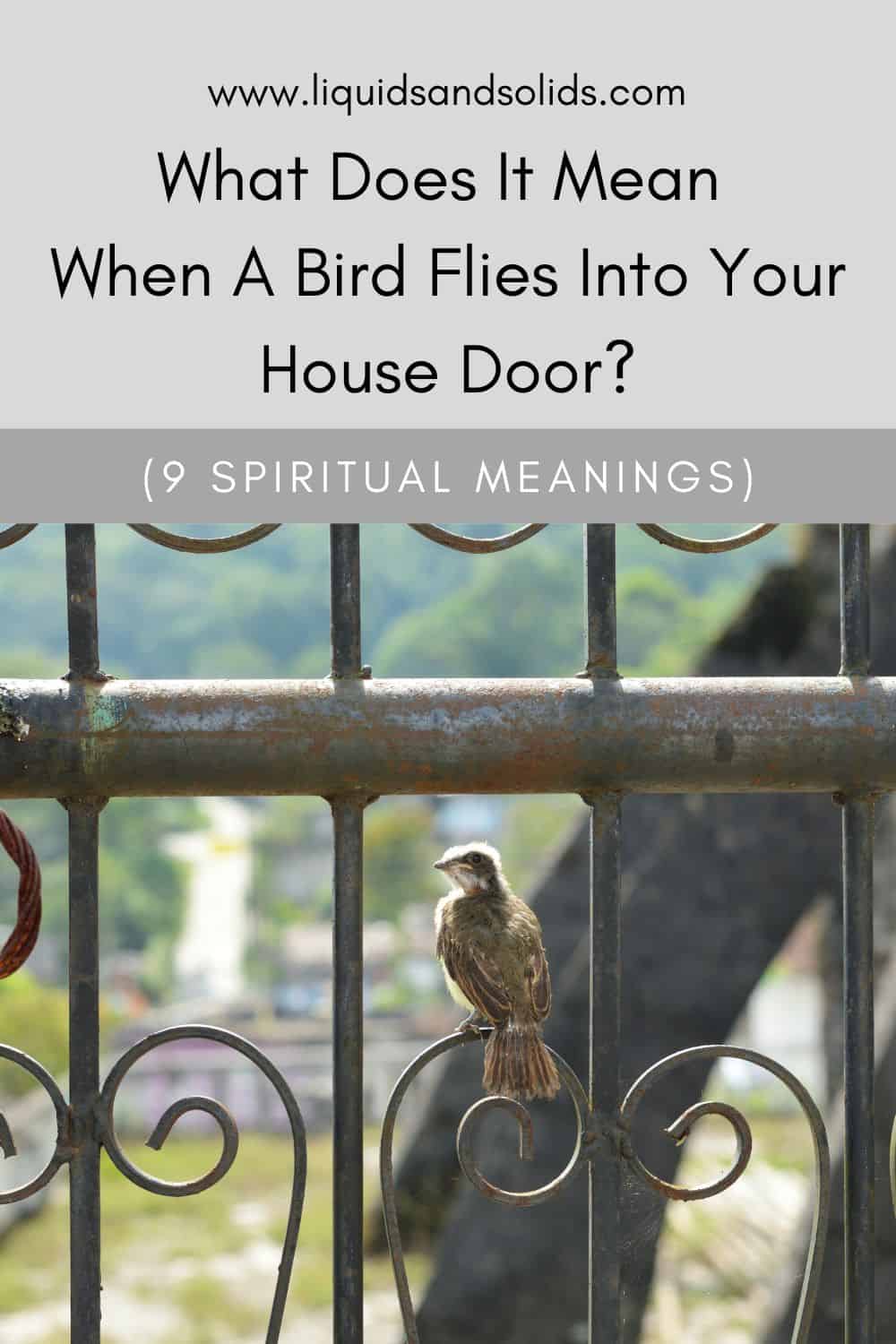 What Does It Mean When A Bird Flies Into Your House Door? (9 Spiritual Meanings)