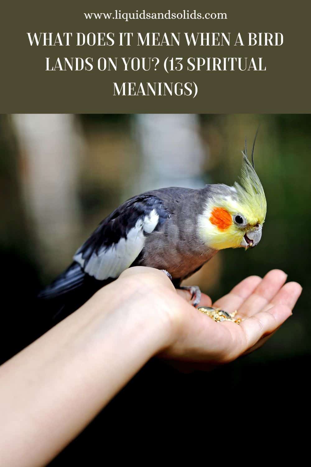 What Does It Mean When A Bird Lands On You (13 Spiritual Meanings)