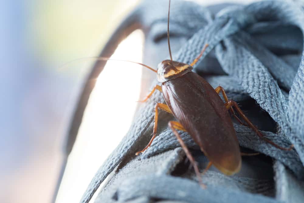 What Does It Mean When A Cockroach Crawls On You