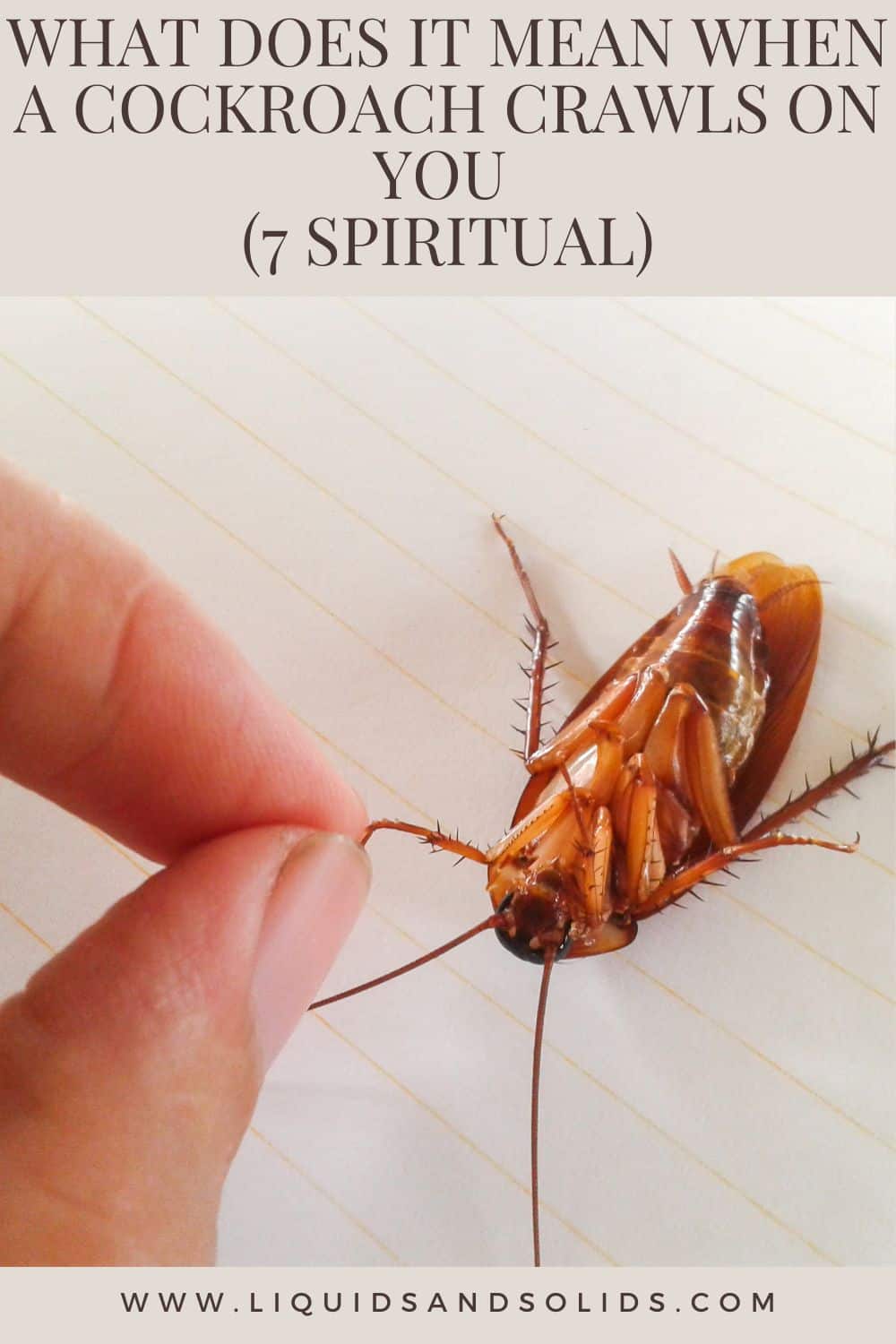 What Does It Mean When A Cockroach Crawls On You (7 Spiritual)
