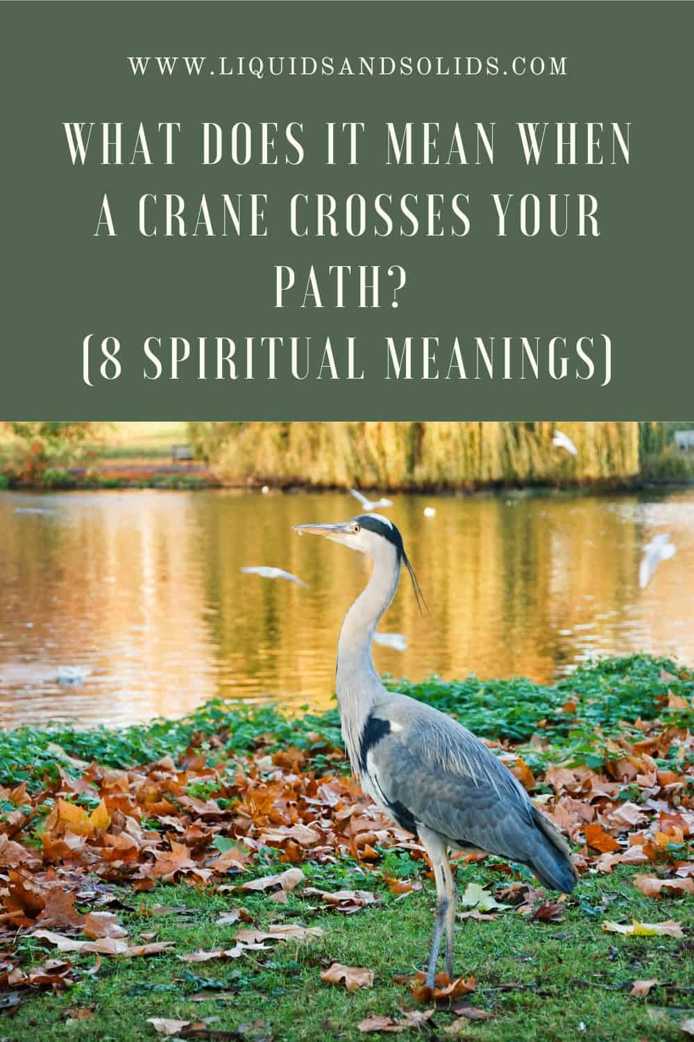 What Does It Mean When A Crane Crosses Your Path? (8 Spiritual Meanings)