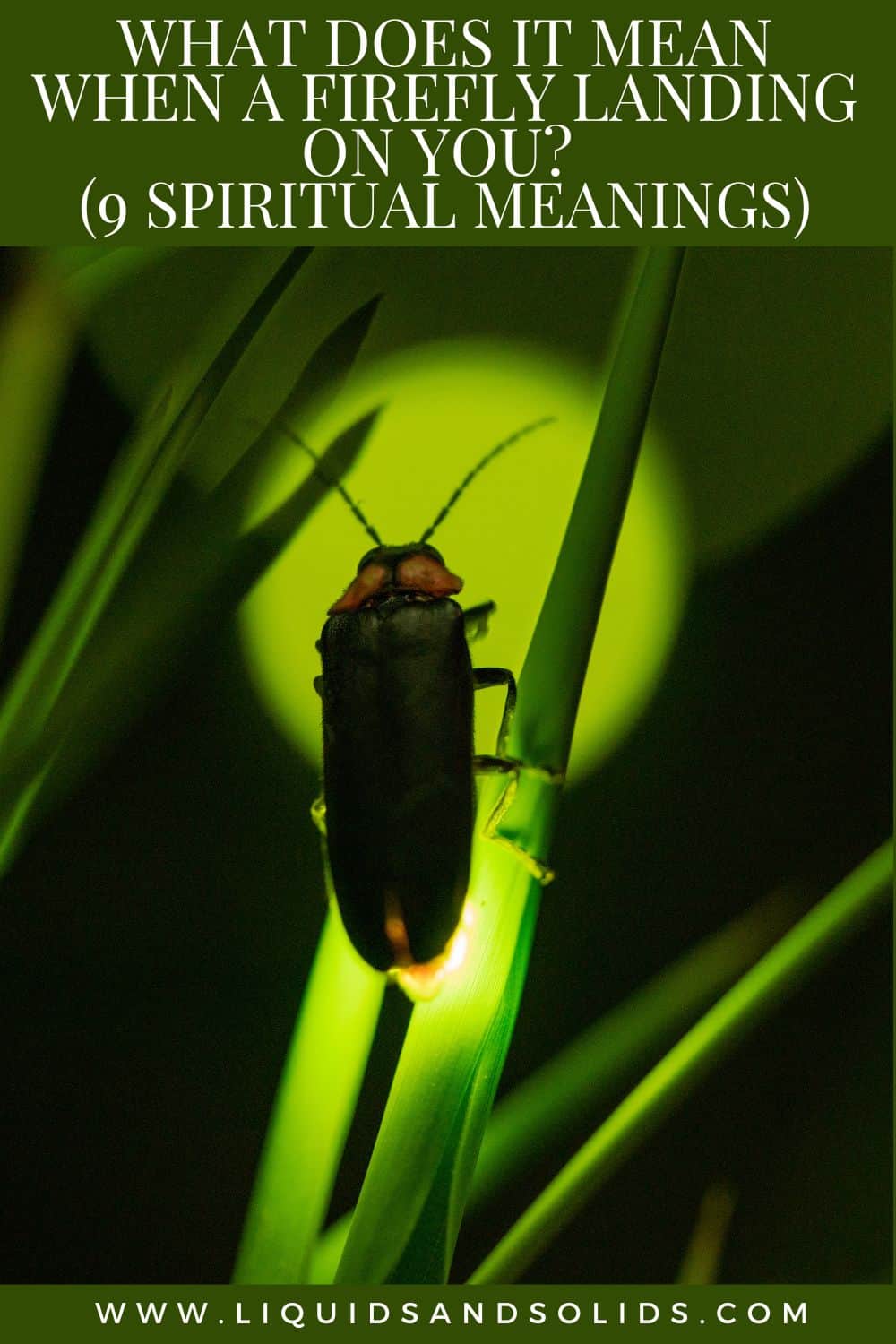 What Does It Mean When A Firefly Landing on You? (9 Spiritual Meanings)