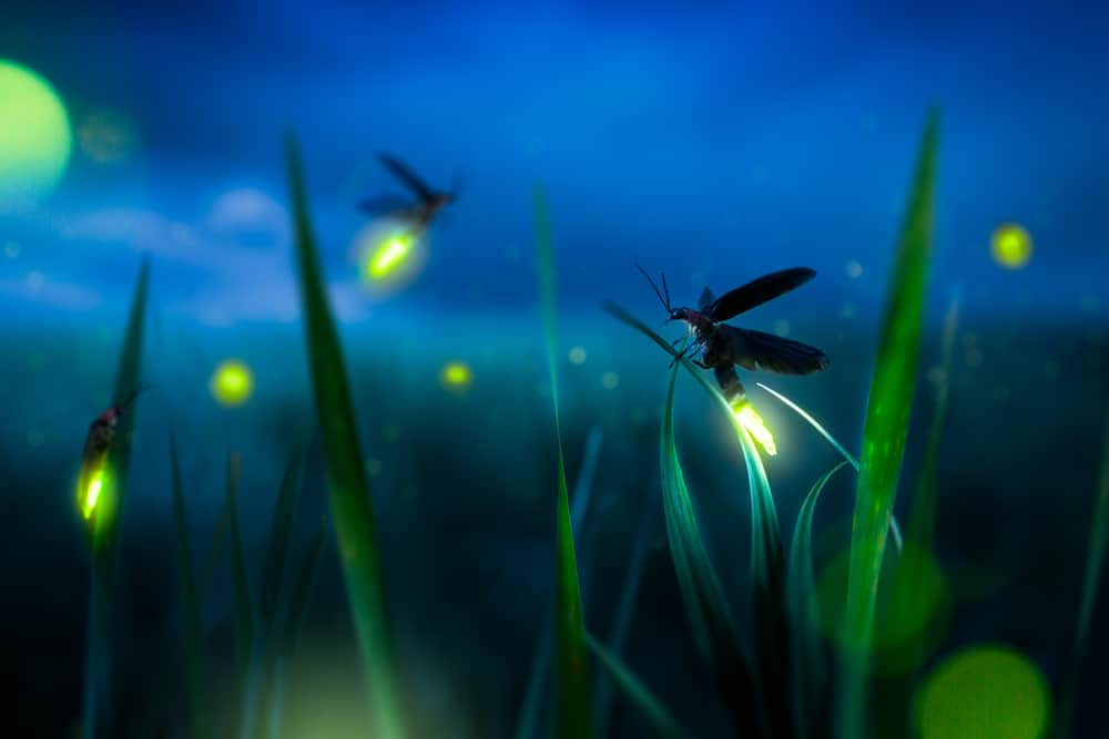 What Does It Mean When A Firefly Landing on You