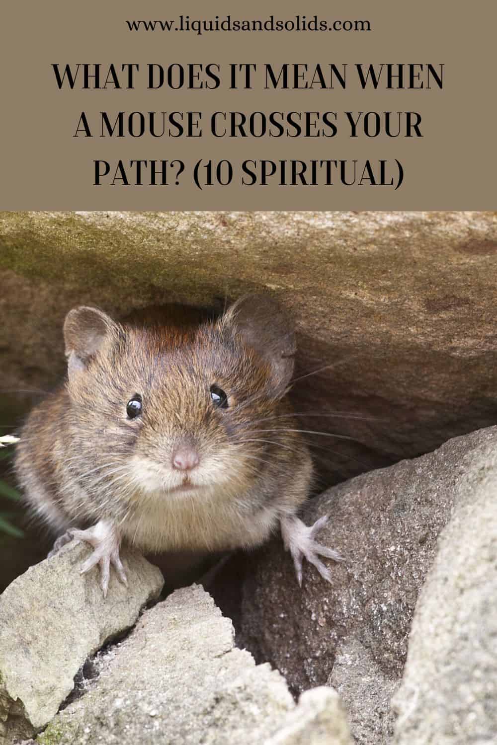 What Does It Mean When A Mouse Crosses Your Path? (10 Spiritual)