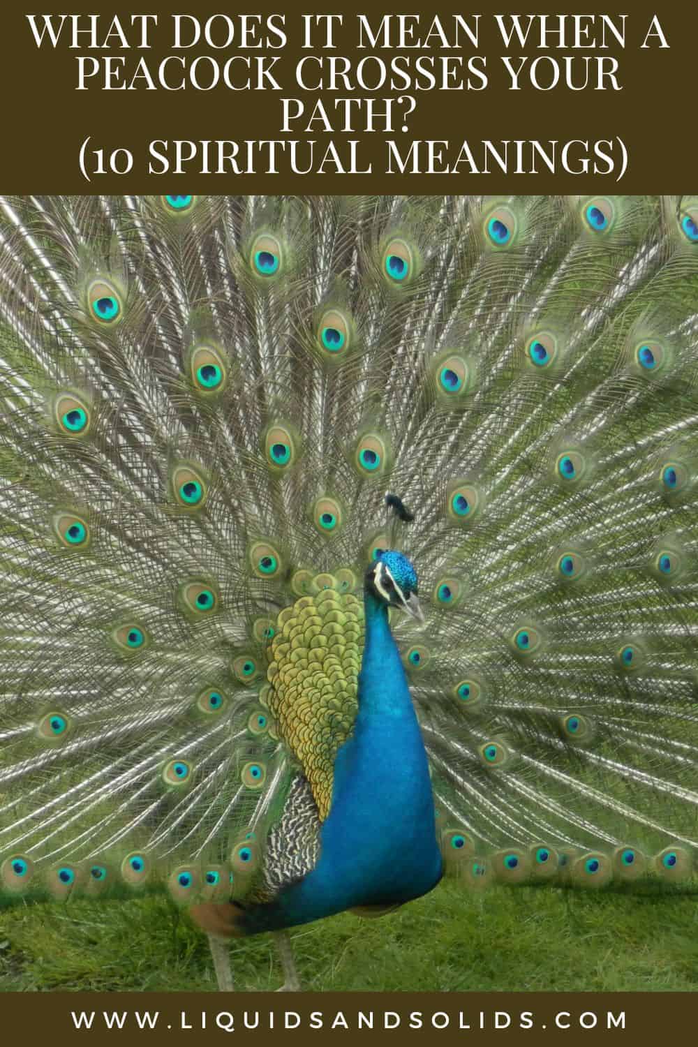 What Does It Mean When A Peacock Crosses Your Path? 