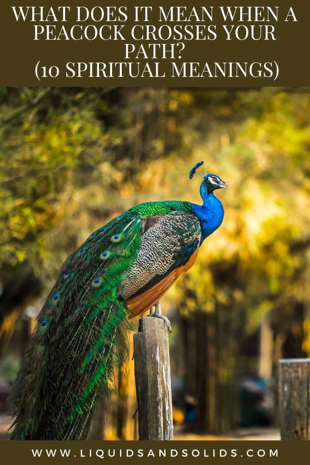 What Does It Mean When A Peacock Crosses Your Path? (10 Spiritual Meanings)