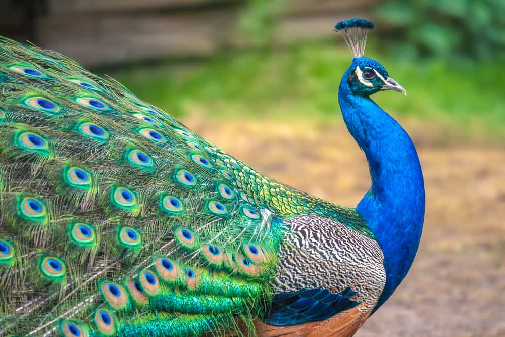 What Does It Mean When A Peacock Crosses Your Path