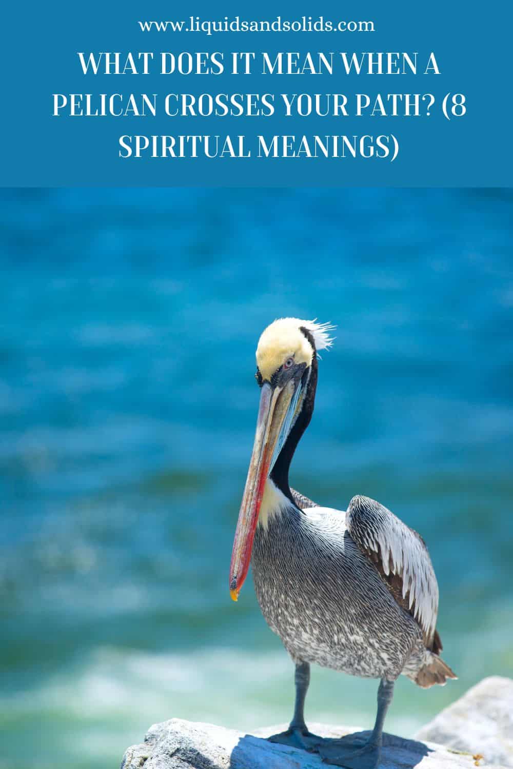 What Does It Mean When A Pelican Crosses Your Path? (8 Spiritual Meanings)