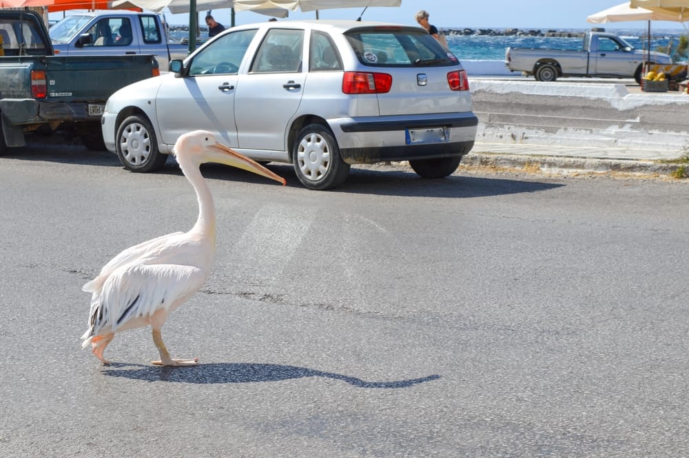 What Does It Mean When A Pelican Crosses Your Path?