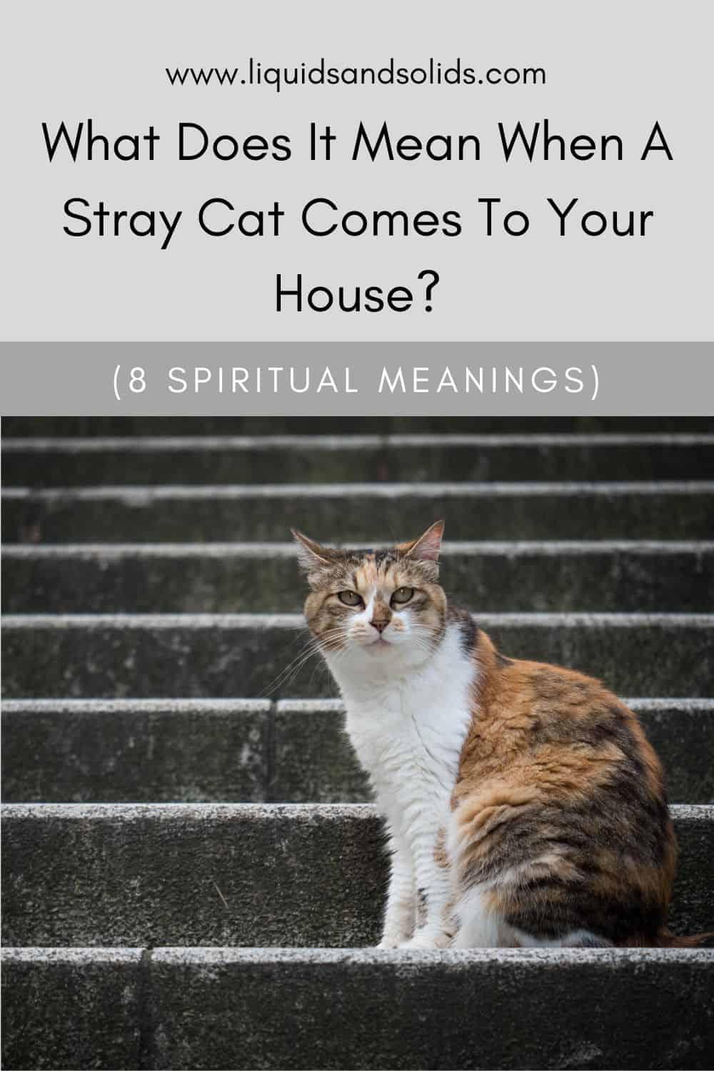 What Does It Mean When A Stray Cat Comes To Your House? (8 Spiritual Meanings)