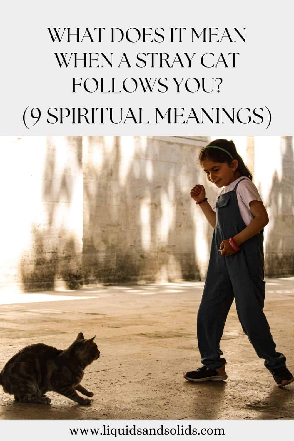 What Does It Mean When A Stray Cat Follows You? (9 Spiritual Meanings)