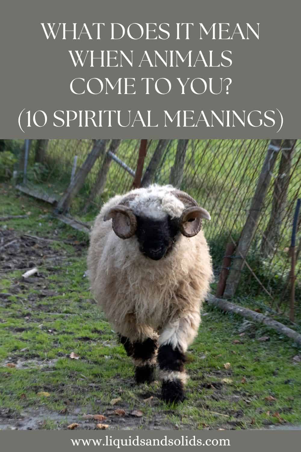 What Does It Mean When Animals Come To You? (10 Spiritual Meanings)