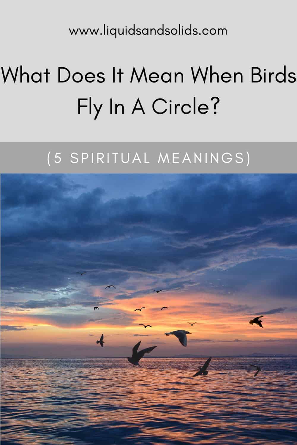What Does It Mean When Birds Fly In A Circle? (5 Spiritual Meanings)