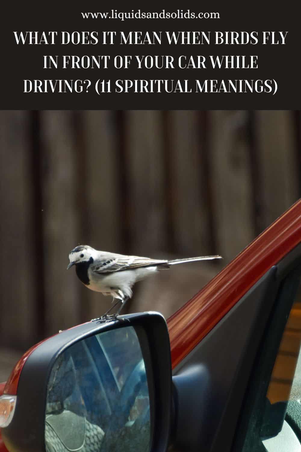 What Does It Mean When Birds Fly In Front Of Your Car While Driving (11 Spiritual Meanings)