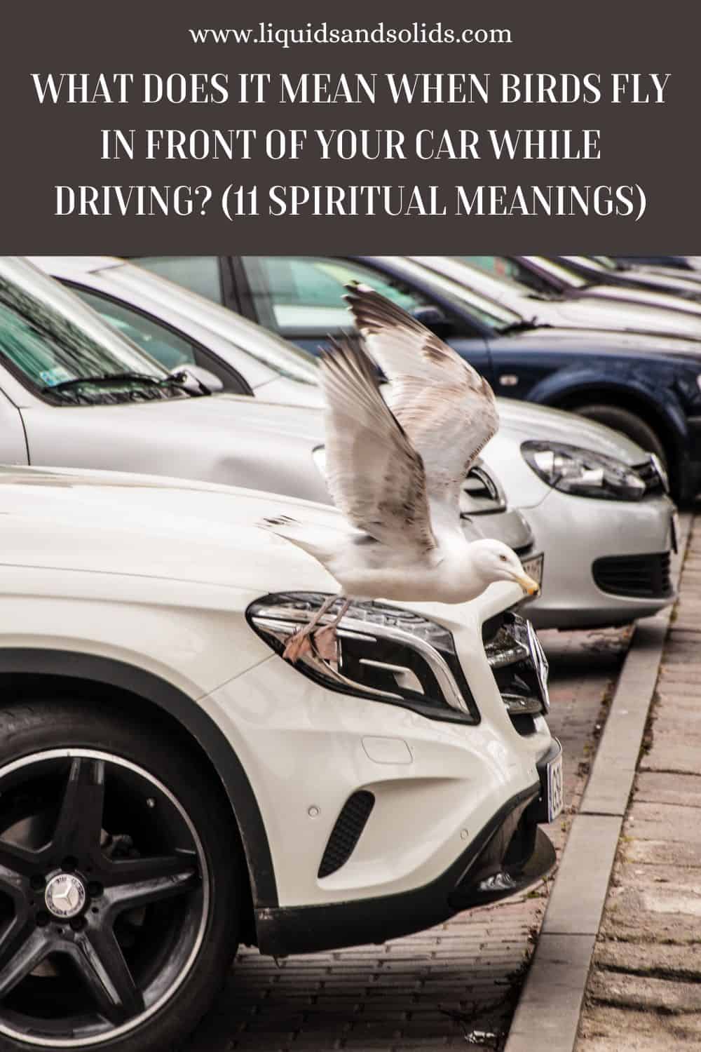 What Does It Mean When Birds Fly In Front Of Your Car While Driving? (11 Spiritual Meanings)