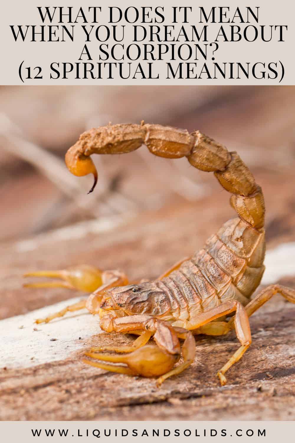 What Does It Mean When You Dream About A Scorpion? (12 Spiritual Meanings)