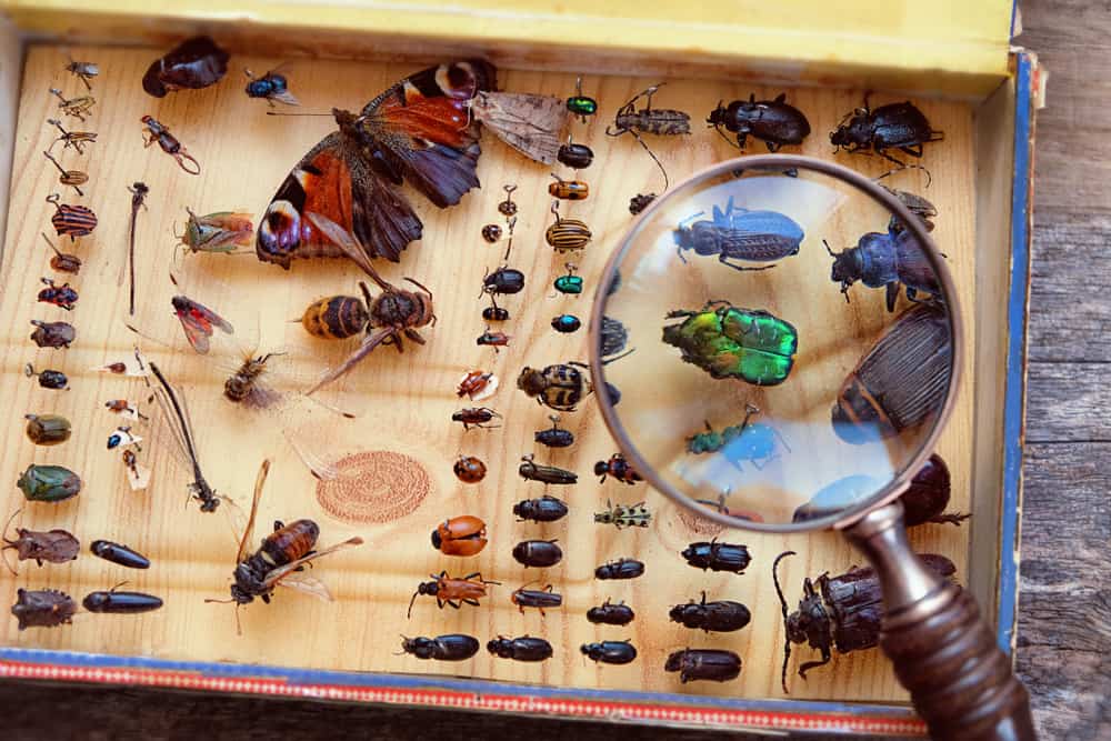 What Does It Mean When You Dream About Insects?