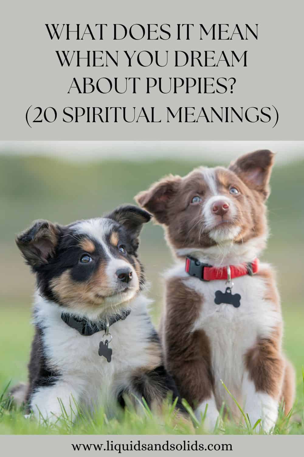 What Does It Mean When You Dream About Puppies? (20 Spiritual Meanings)
