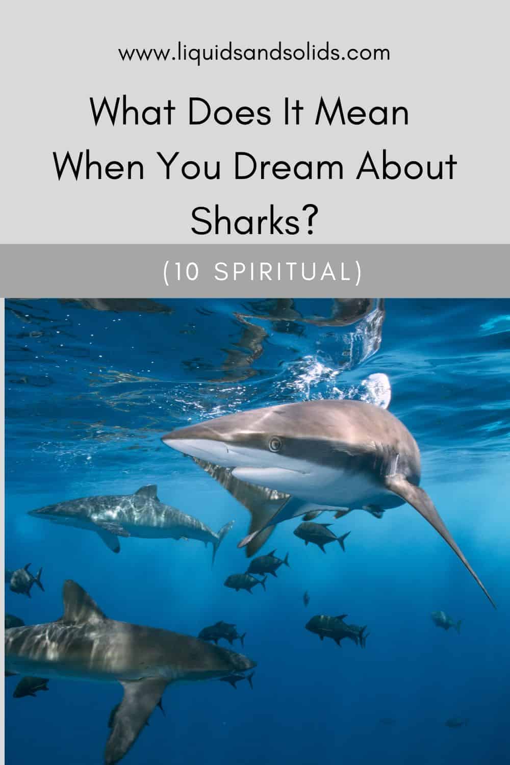 What Does It Mean When You Dream About Sharks? (10 Spiritual)