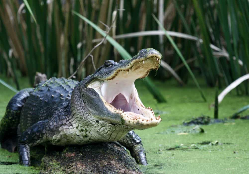 What Does It Mean When You Encounter An Alligator