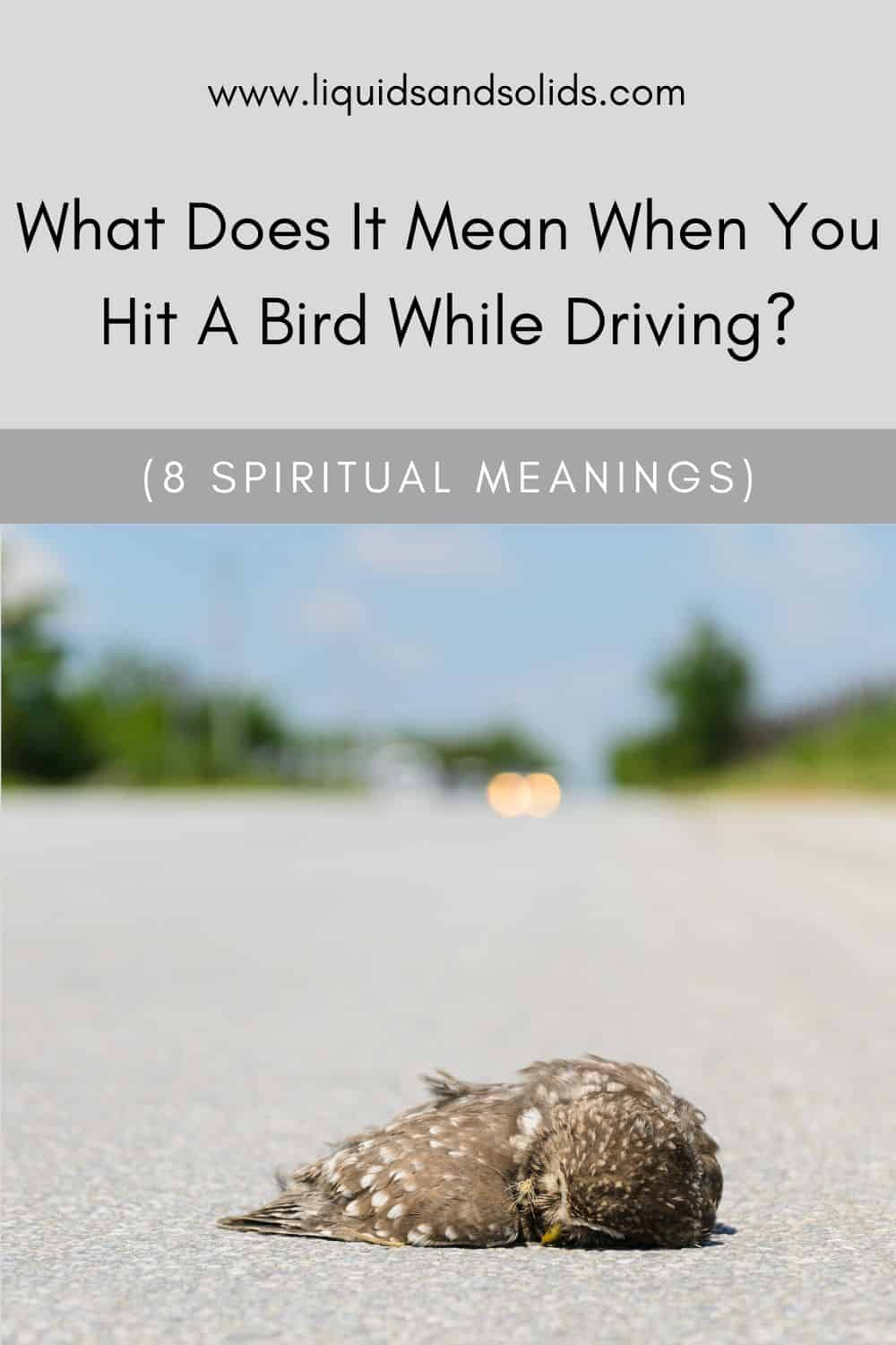 What Does It Mean When You Hit A Bird While Driving? (8 Spiritual Meanings)
