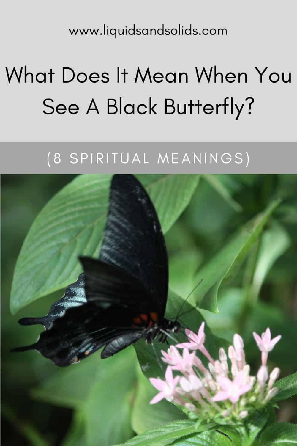 What Does It Mean When You See A Black Butterfly? (8 Spiritual Meanings)