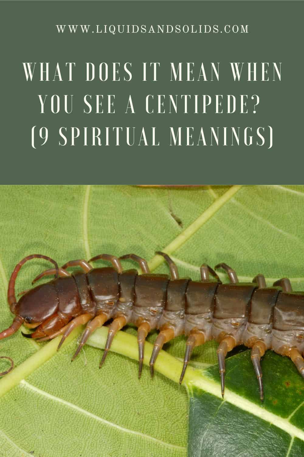 What Does It Mean When You See A Centipede? (9 Spiritual Meanings)