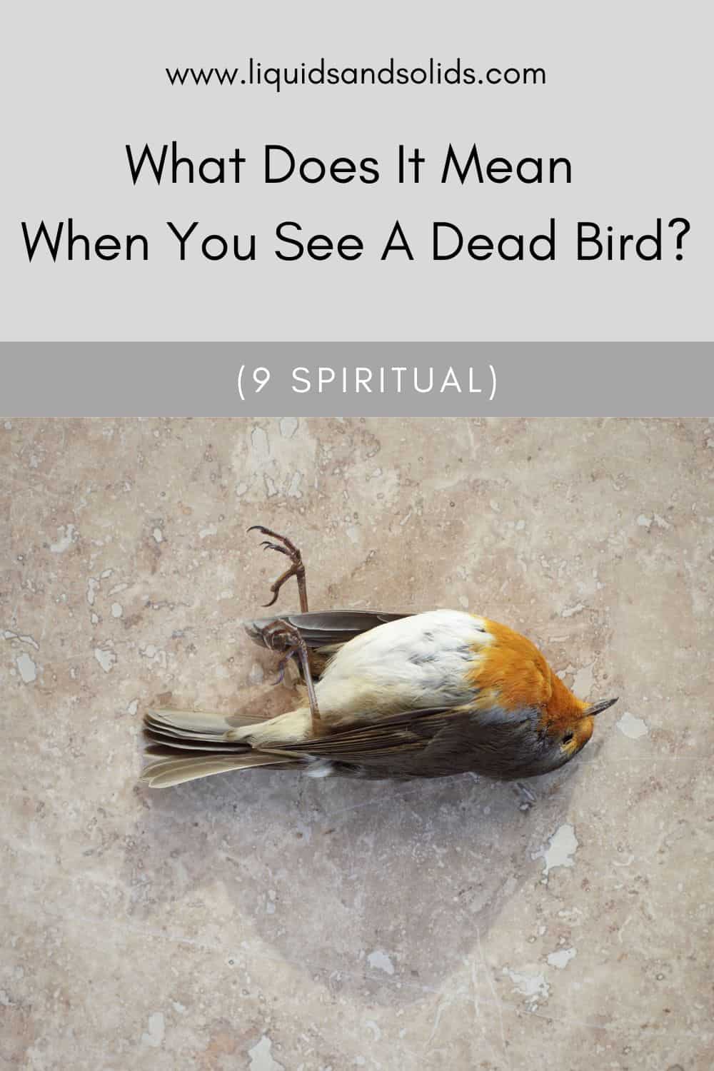 What Does It Mean When You See A Dead Bird? (9 Spiritual)