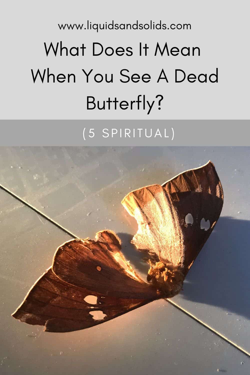 What Does It Mean When You See A Dead Butterfly? (5 Spiritual Meanings)