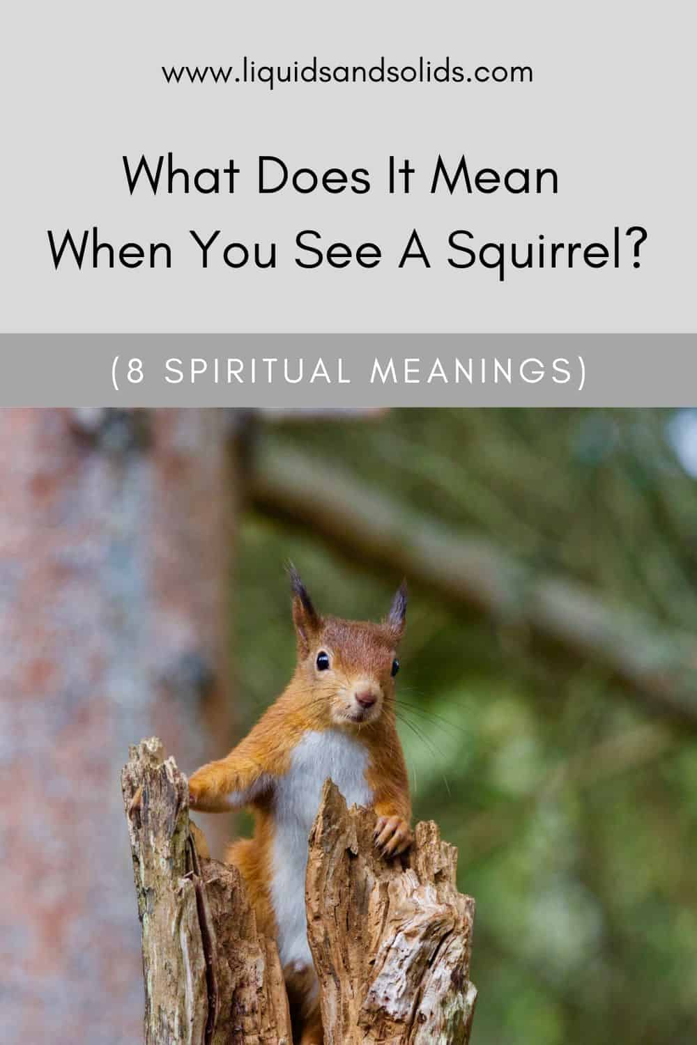 What Does It Mean When You See A Squirrel? (8 Spiritual Meanings)