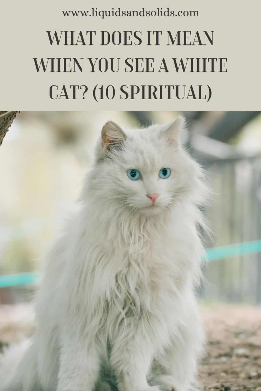 What Does It Mean When You See A White Cat? (10 Spiritual)