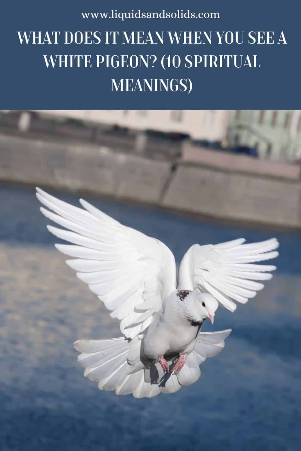 What Does It Mean When You See A White Pigeon? (10 Spiritual Meanings)