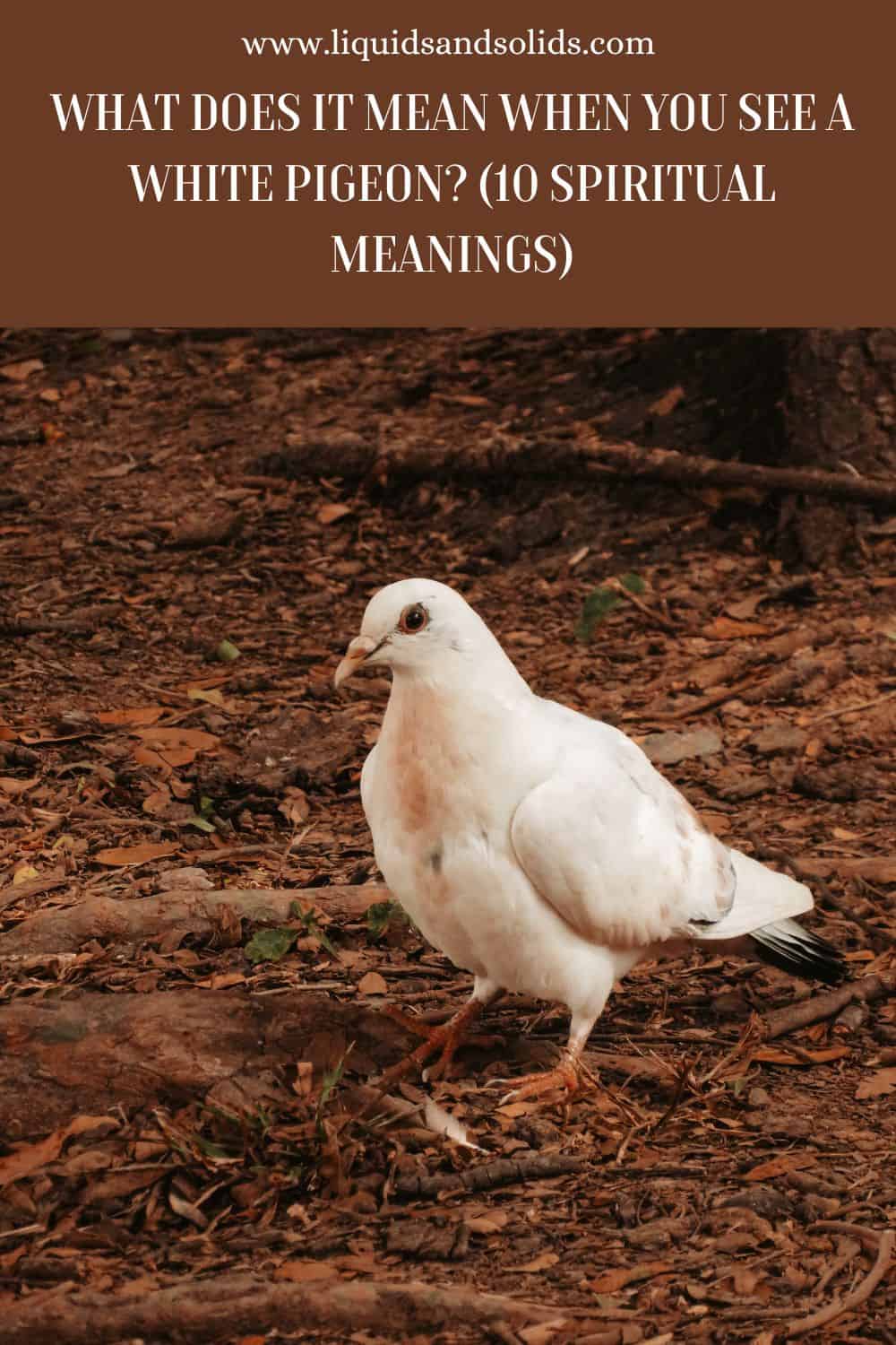 What Does It Mean When You See A White Pigeon? (10 Spiritual Meanings)