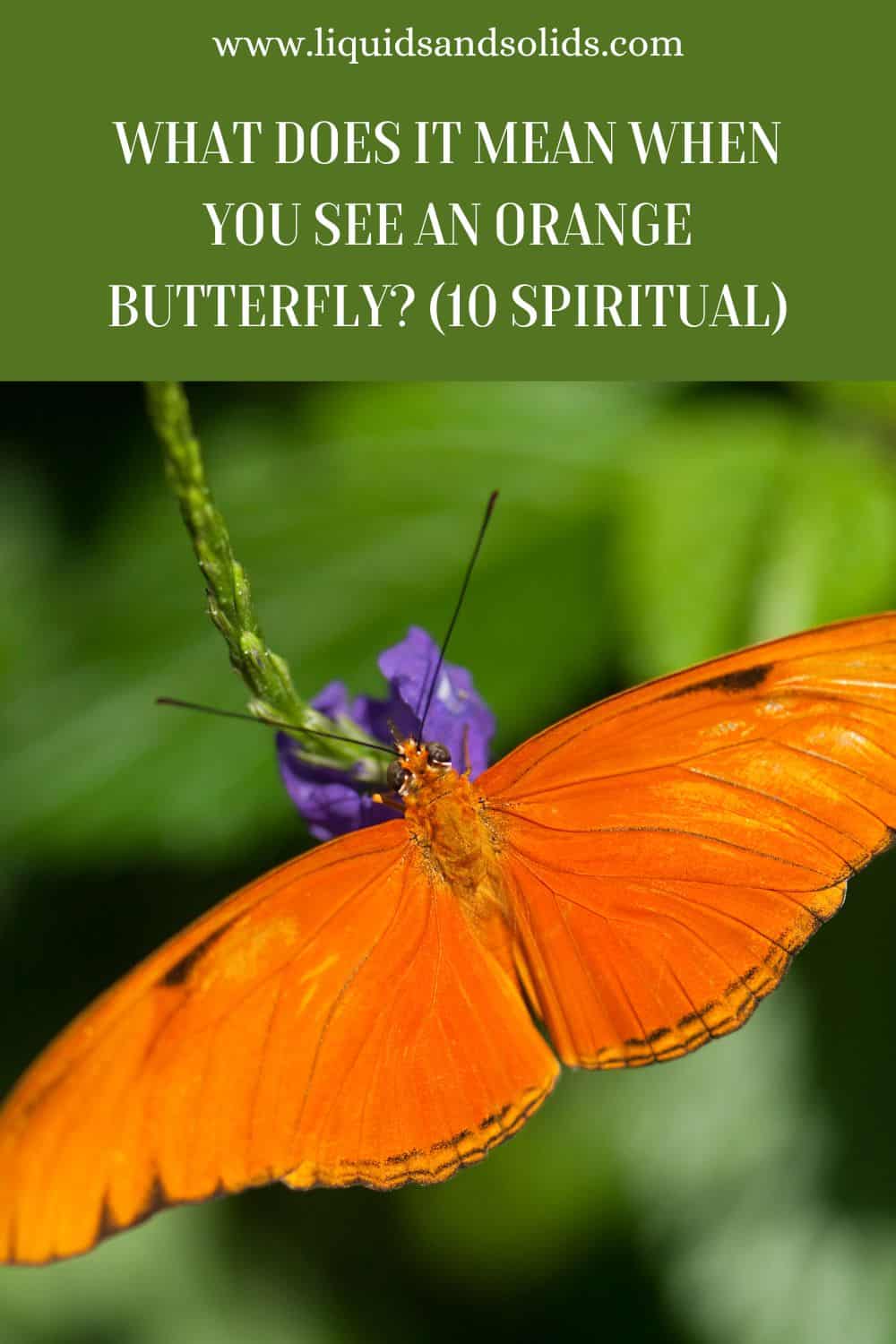 What Does It Mean When You See An Orange Butterfly (10 Spiritual)