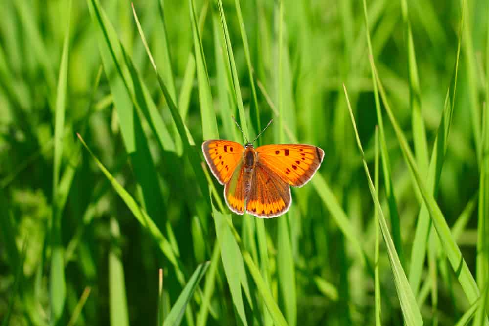 What Does It Mean When You See An Orange Butterfly